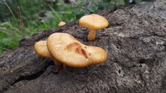 Gymnopilus suberis