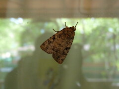 Amphipyra effusa