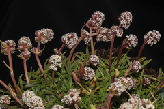 Valeriana pycnantha