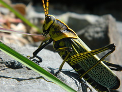 Taeniopoda tamaulipensis