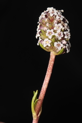 Valeriana pycnantha