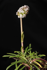 Valeriana pycnantha