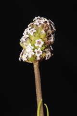 Valeriana pycnantha