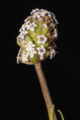 Valeriana pycnantha