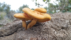 Gymnopilus suberis