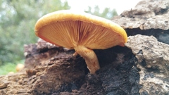 Gymnopilus suberis