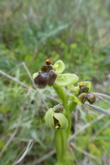 Ophrys bombyliflora
