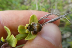 Ophrys bombyliflora