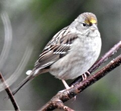 Zonotrichia atricapilla