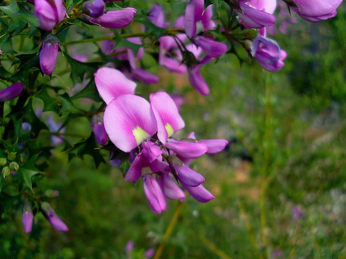 Mirbelia