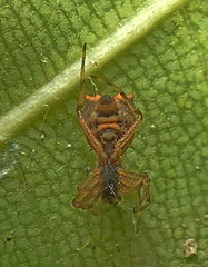 Micrathena picta