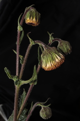 Senecio rhizomatus