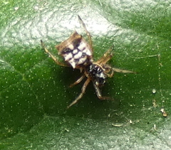 Micrathena picta