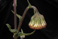 Senecio rhizomatus