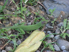 Anolis biporcatus