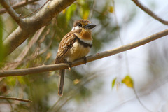 Hypnelus ruficollis