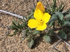 Camissoniopsis