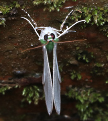 Eucyclodes insperata