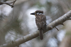 Hypnelus ruficollis