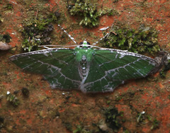Eucyclodes insperata