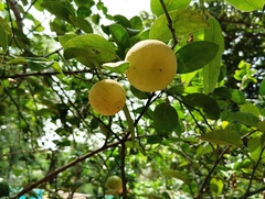 Citrus × latifolia