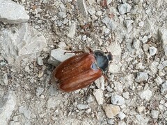 Melolontha melolontha