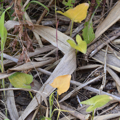 Arisarum