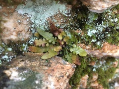 Asplenium pinnatifidum