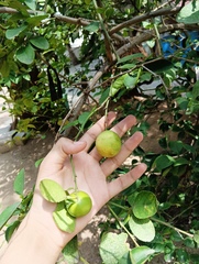 Citrus × aurantiifolia