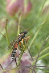 Ichneumon promissorius