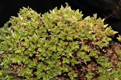 Arenaria engleriana