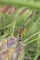 Ichneumon promissorius