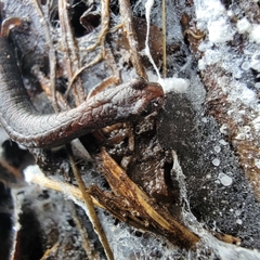 Batrachoseps gregarius