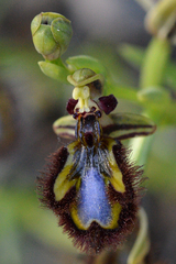 Ophrys speculum