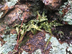 Asplenium pinnatifidum