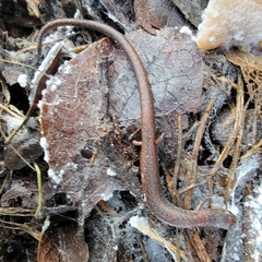 Batrachoseps gregarius