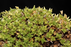 Arenaria engleriana