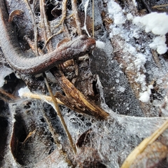 Batrachoseps gregarius