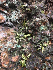 Asplenium pinnatifidum