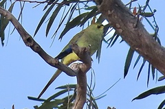 Neophema chrysostoma