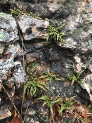 Asplenium pinnatifidum