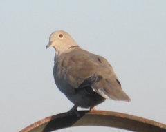 Streptopelia decaocto