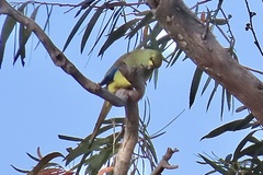 Neophema chrysostoma