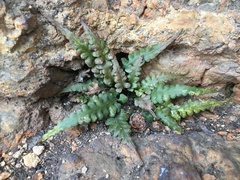 Asplenium pinnatifidum