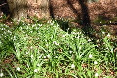 Leucojum vernum