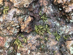Asplenium pinnatifidum