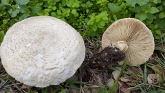 Leucoagaricus carneifolius