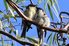 Melithreptus affinis