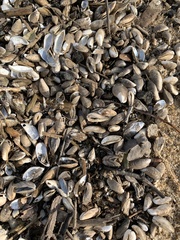 Mytilopsis leucophaeata