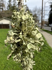 Ramalina leptocarpha